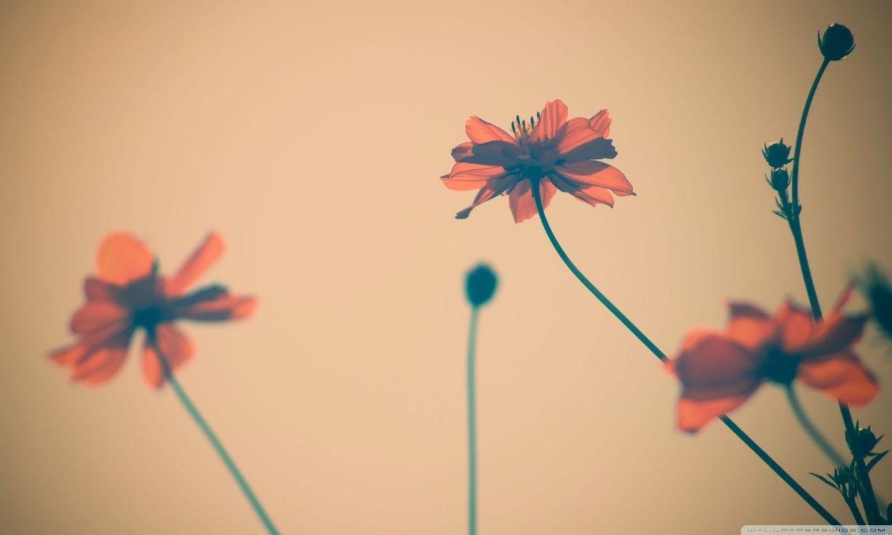 1280x768 high definition tumblr wallpaper 11. HD Wallpaper, HD Background, Tumblr Background, Image, Picture
