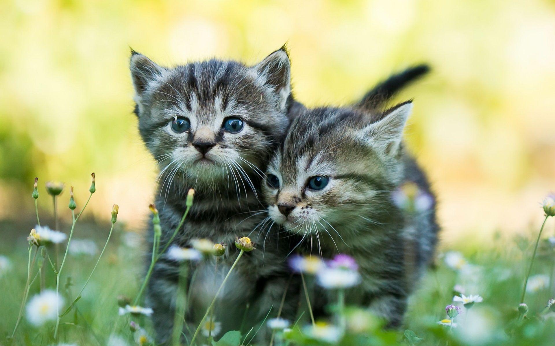 Summer Kitten Wallpapers - Top Free Summer Kitten Backgrounds ...