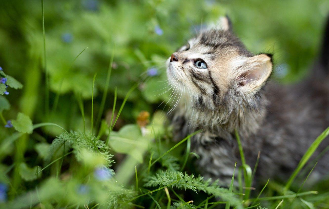 Summer Kitten Wallpapers - Top Free Summer Kitten Backgrounds ...