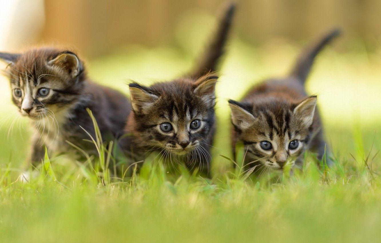1332x850 Wallpaper greens, summer, grass, blur, kittens, grey, three image for desktop, section кошки