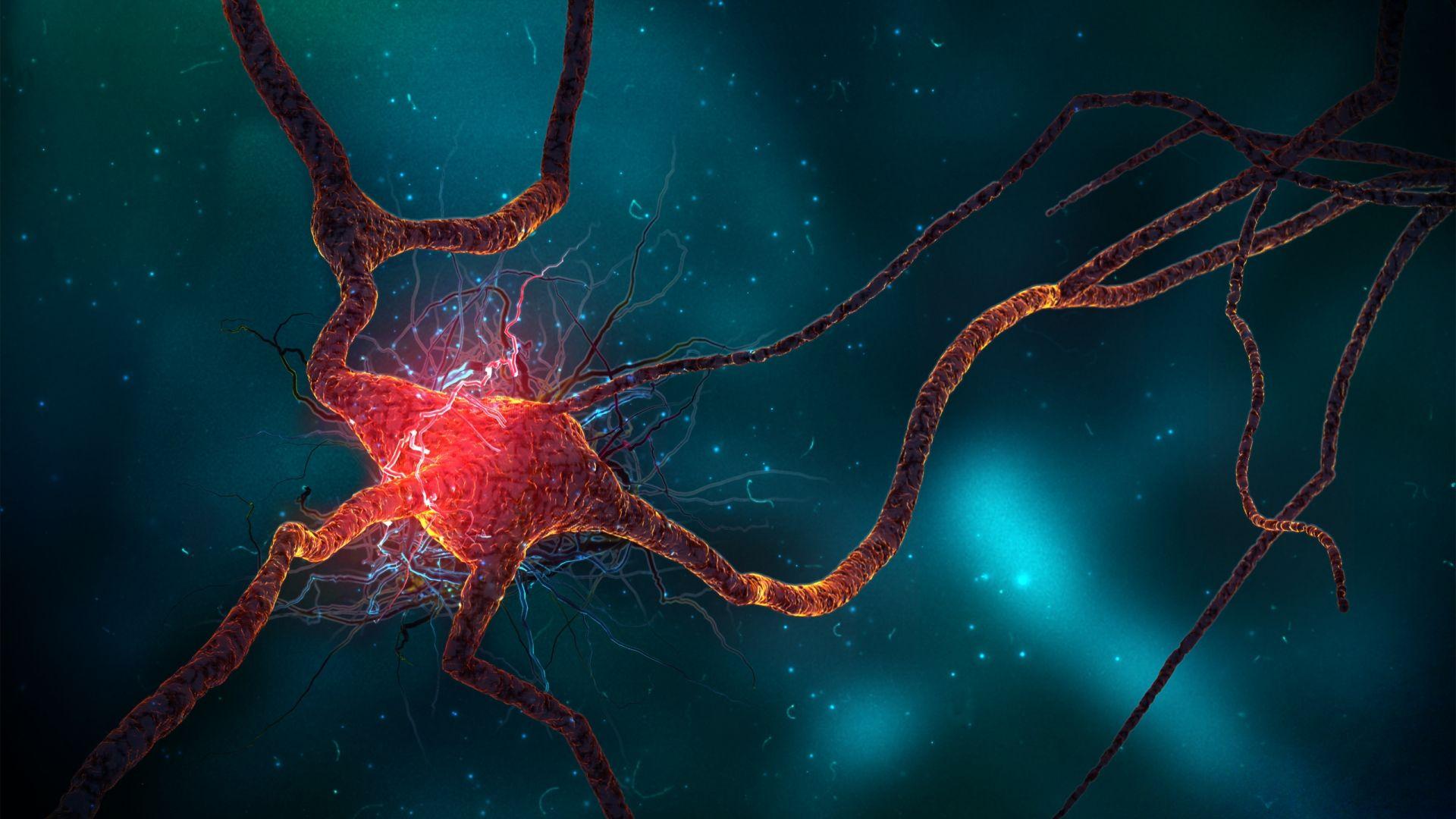 1920x1080 Free download Neuron Cell Wallpaper HD Wallpaper [2560x1600] for your Desktop, Mobile & Tablet. Explore Mobile Background. Best Wallpaper for Mobile, Wallpaper for Mobile