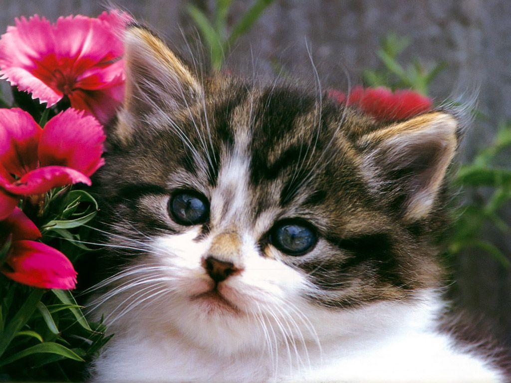 1024x768 Free download cats wallpaper 211 20 cute cat and kitten picture cats kittens [1024x768] for your Desktop, Mobile & Tablet. Explore Free Cat Wallpaper. Kitten Desktop Wallpaper, Kitten Wallpaper