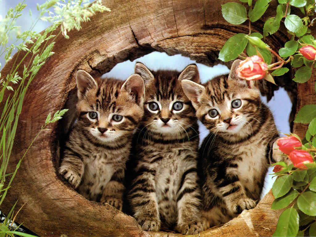 1024x768 Funny Kittens Wallpaper
