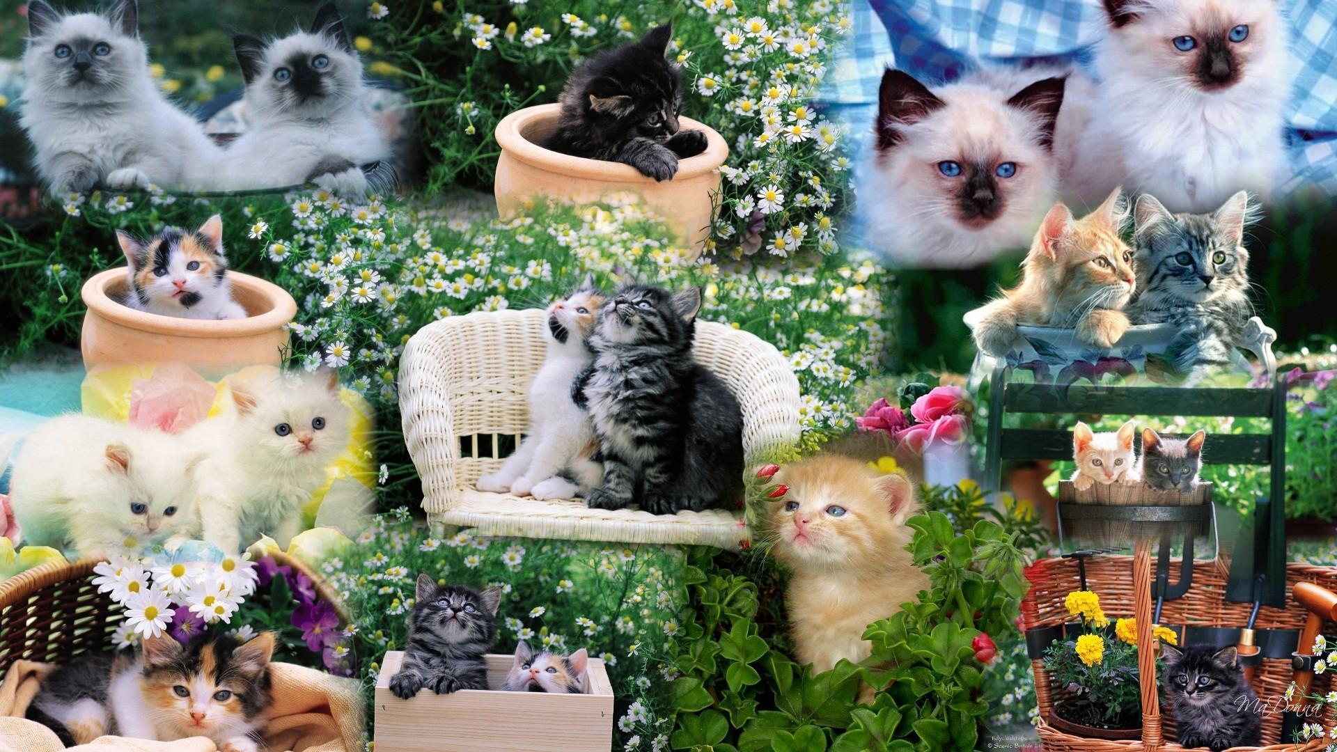 1920x1080 Summer Kittens HD desktop wallpaper : Widescreen : High Definition