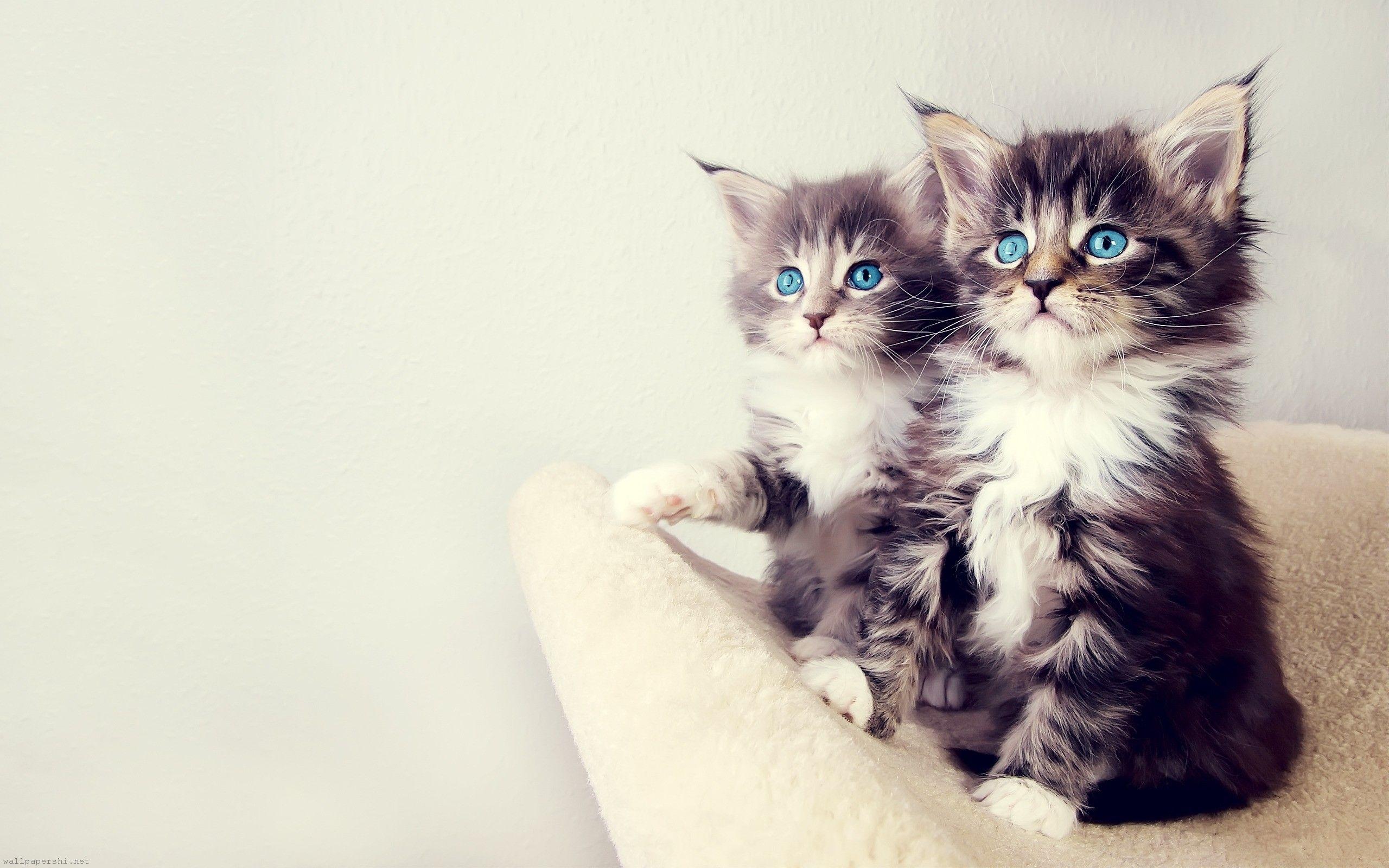 2560x1600 Download Fluffy Kitten Wallpaper Mobile For Widescreen Wallpaper > SubWallpaper