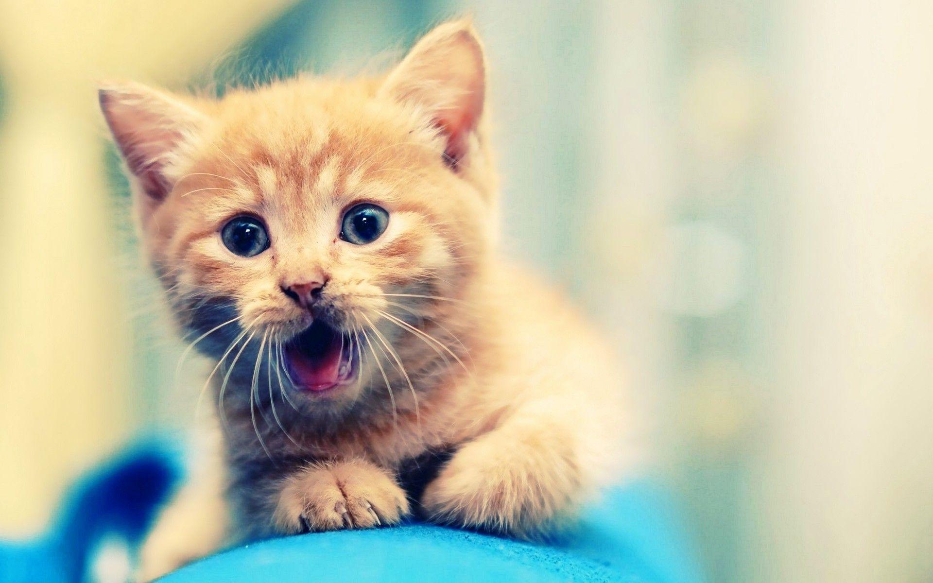 1920x1200 Free download Cute Kitten Wallpaper 15687 Wallpaper HD [1920x1200] for your Desktop, Mobile & Tablet. Explore Cute Kitten Wallpaper. Cute Wallpaper, Kittens Wallpaper, Cute Cats Wallpaper