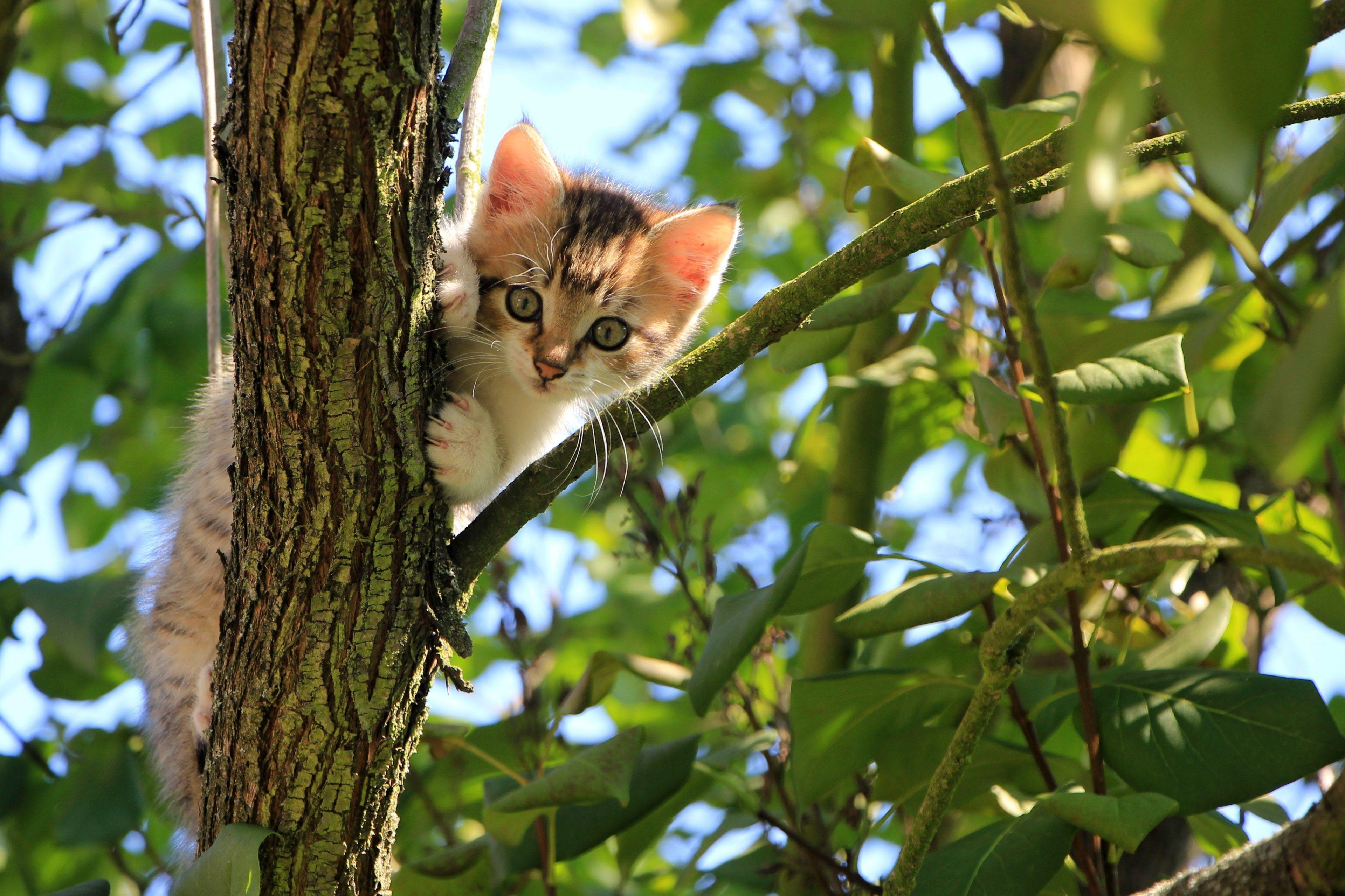 3840x2560 Wallpaper / cat kitten tree green summer animal domestic 4k wallpaper