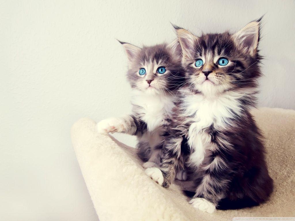 1024x768 Cute Kittens Wallpaper For Mobile