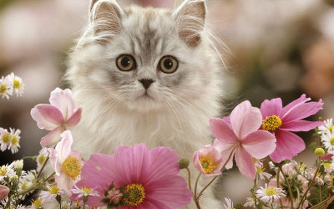 Summer Kitten Wallpapers - Top Free Summer Kitten Backgrounds ...