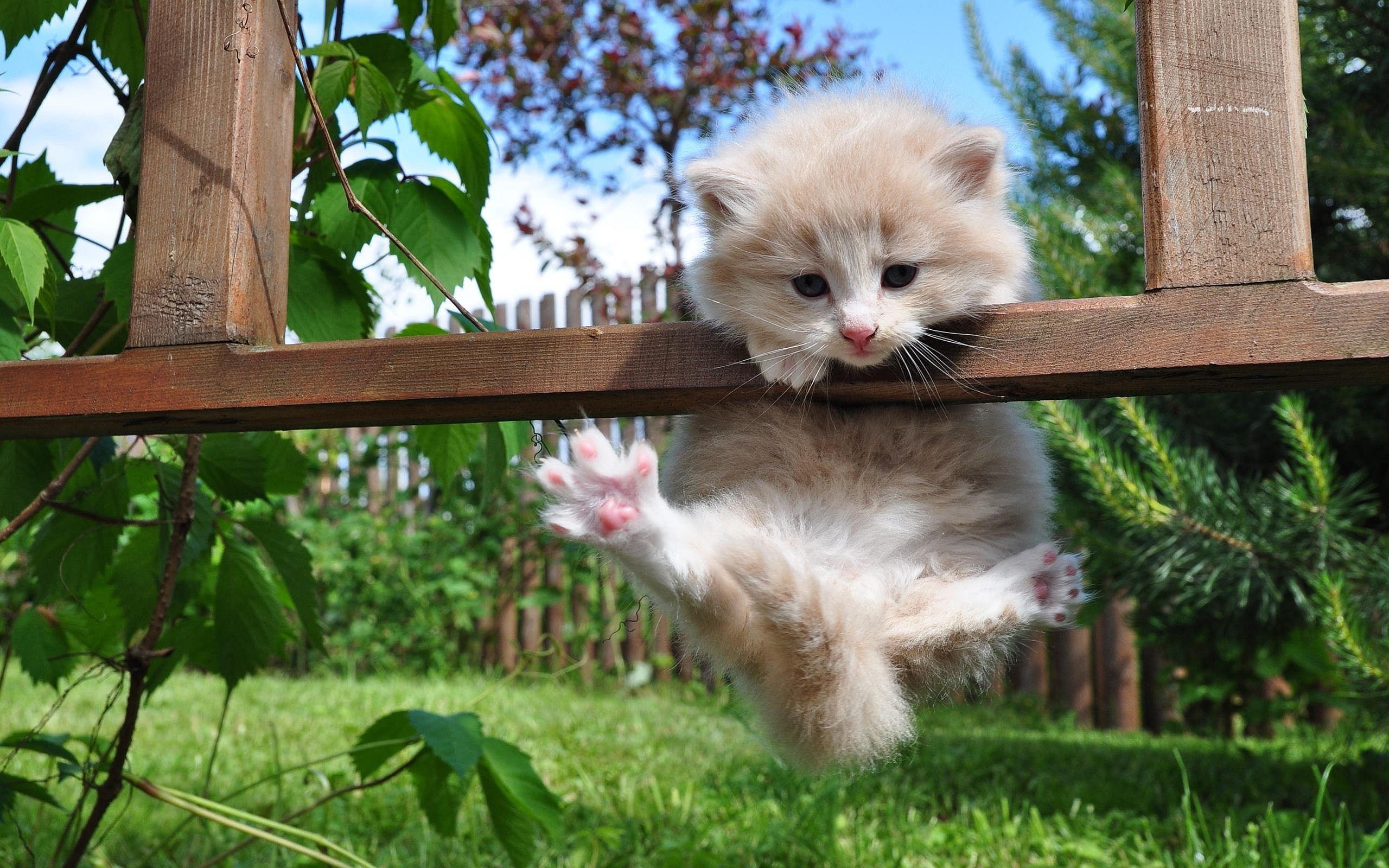 2560x1600 White kitten search results. EskiPaper.com Cool Wallpaper