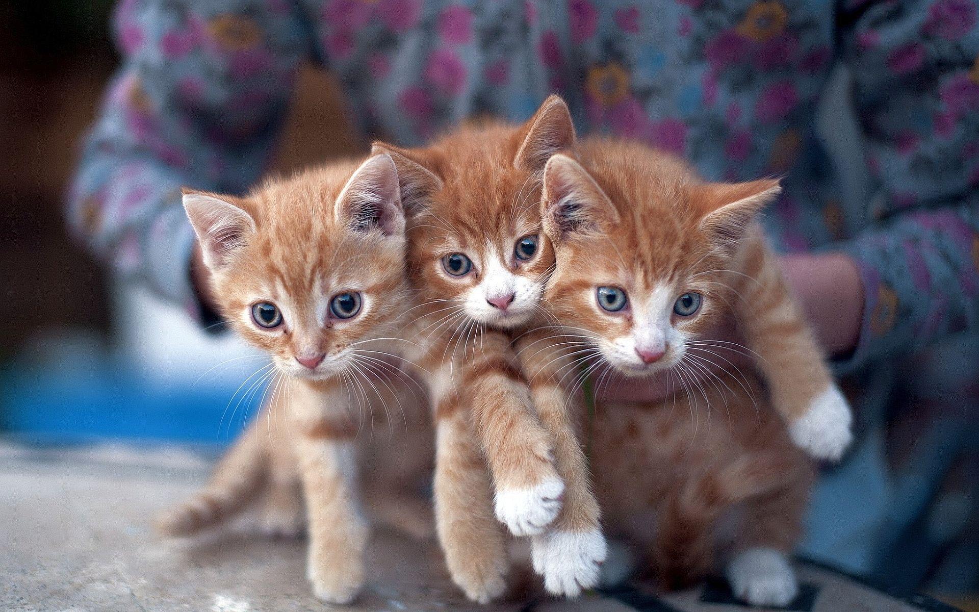 1920x1200 Three cute kittens