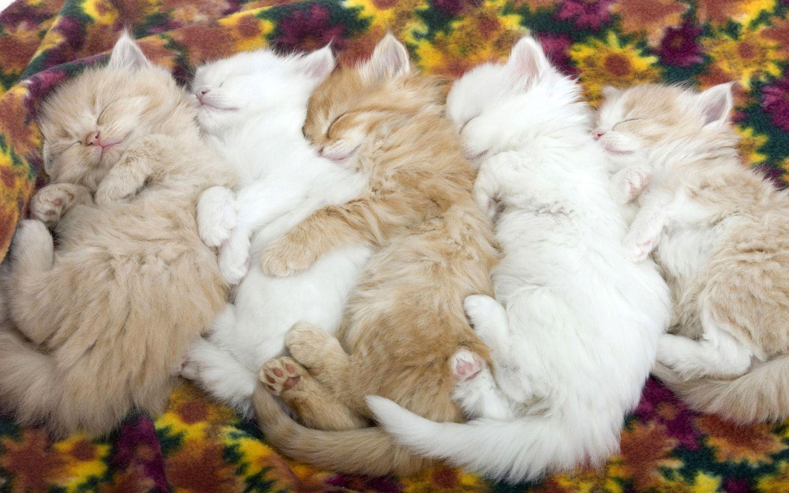 1600x1000 Sleeping Kitten Wallpaper HD