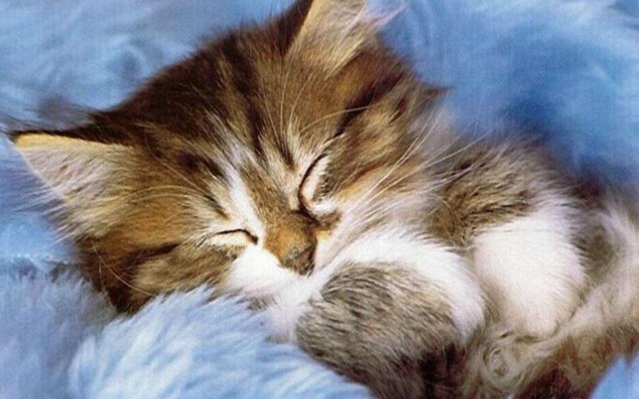 1280x800 Free download Cute Kitten Kittens Wallpaper 16122136 [1280x800] for your Desktop, Mobile & Tablet. Explore Kitten Picture for Wallpaper. Cute Kitten Picture Wallpaper, Cat Picture for Wallpaper, Wallpaper Kittens