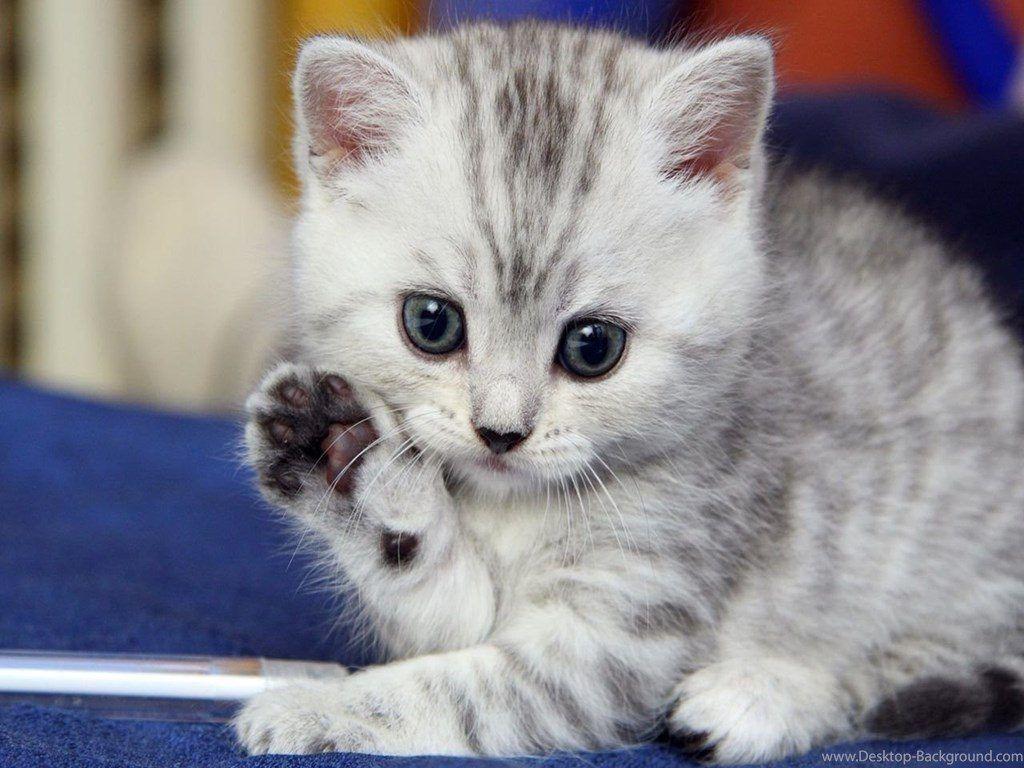 1024x768 Cute Kitten HD Wallpaper For Desk+