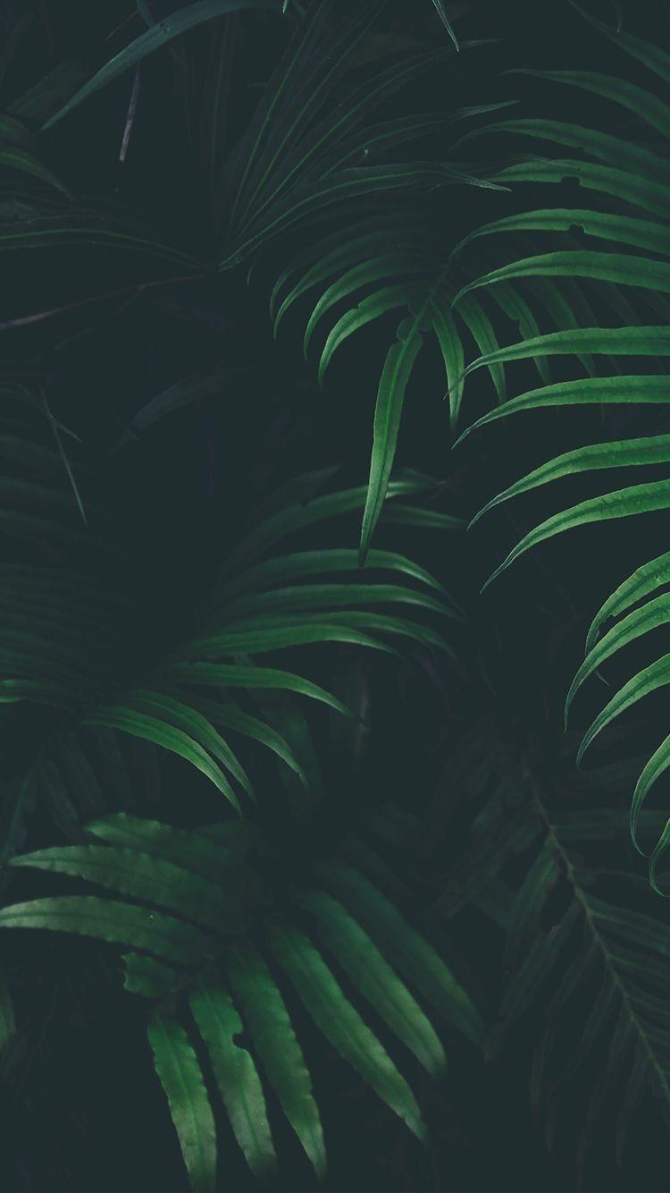 750x1334 фон. Plant wallpaper, Green wallpaper, Phone wallpaper