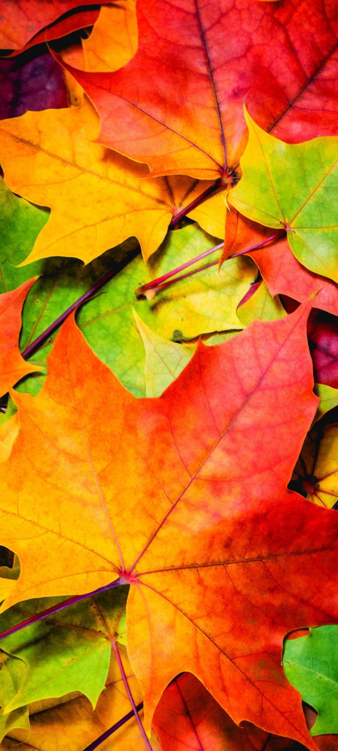 1080x2400 Oppo Reno4 Pro 5G Nature Wallpaper 01 0f 10 Leaves in Autumn Wallpaper. Desktop Background. Mobile Phone Wallpaper