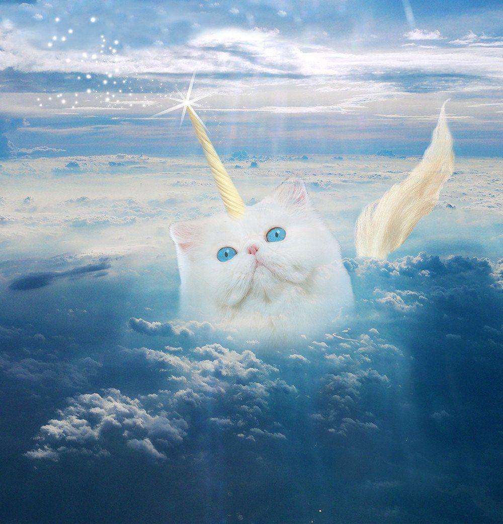 Caticorn Wallpapers - Top Free Caticorn Backgrounds - WallpaperAccess