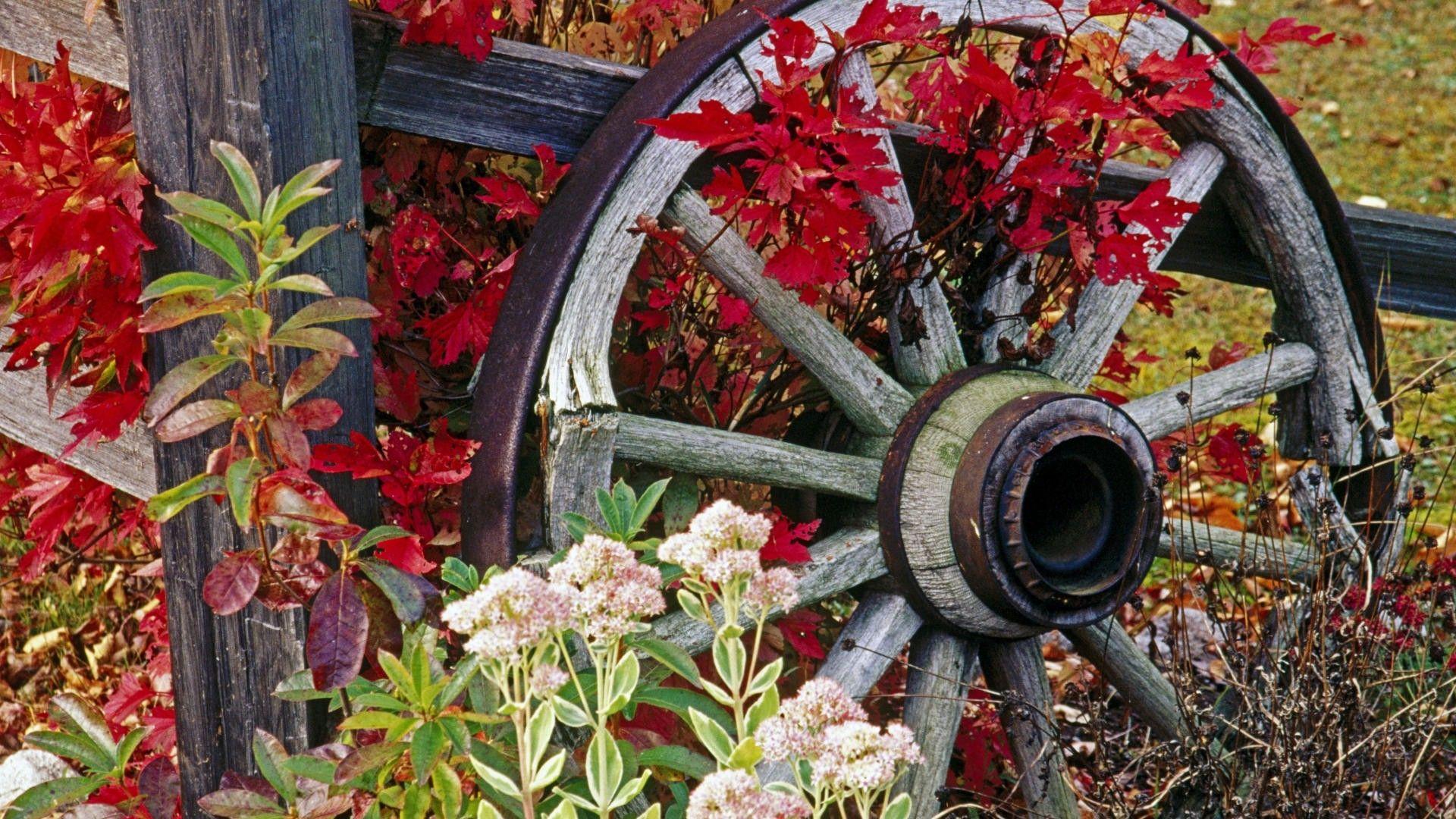 1920x1080 Flowers garden little country bit wallpaper