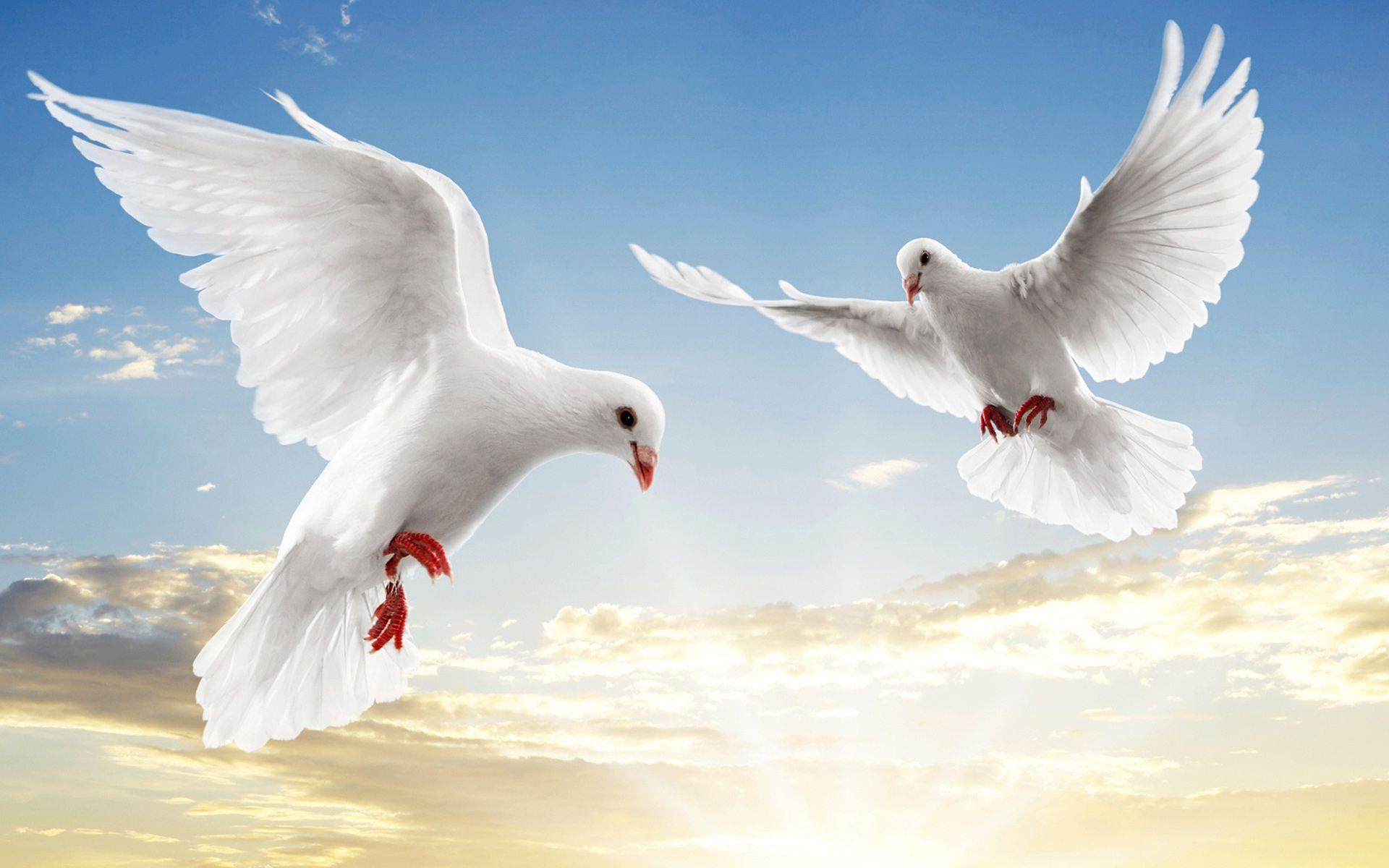 White Bird Wallpapers - Top Free White Bird Backgrounds - WallpaperAccess