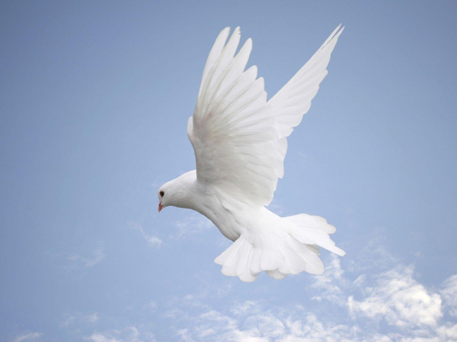 White Bird Wallpapers - Top Free White Bird Backgrounds - WallpaperAccess