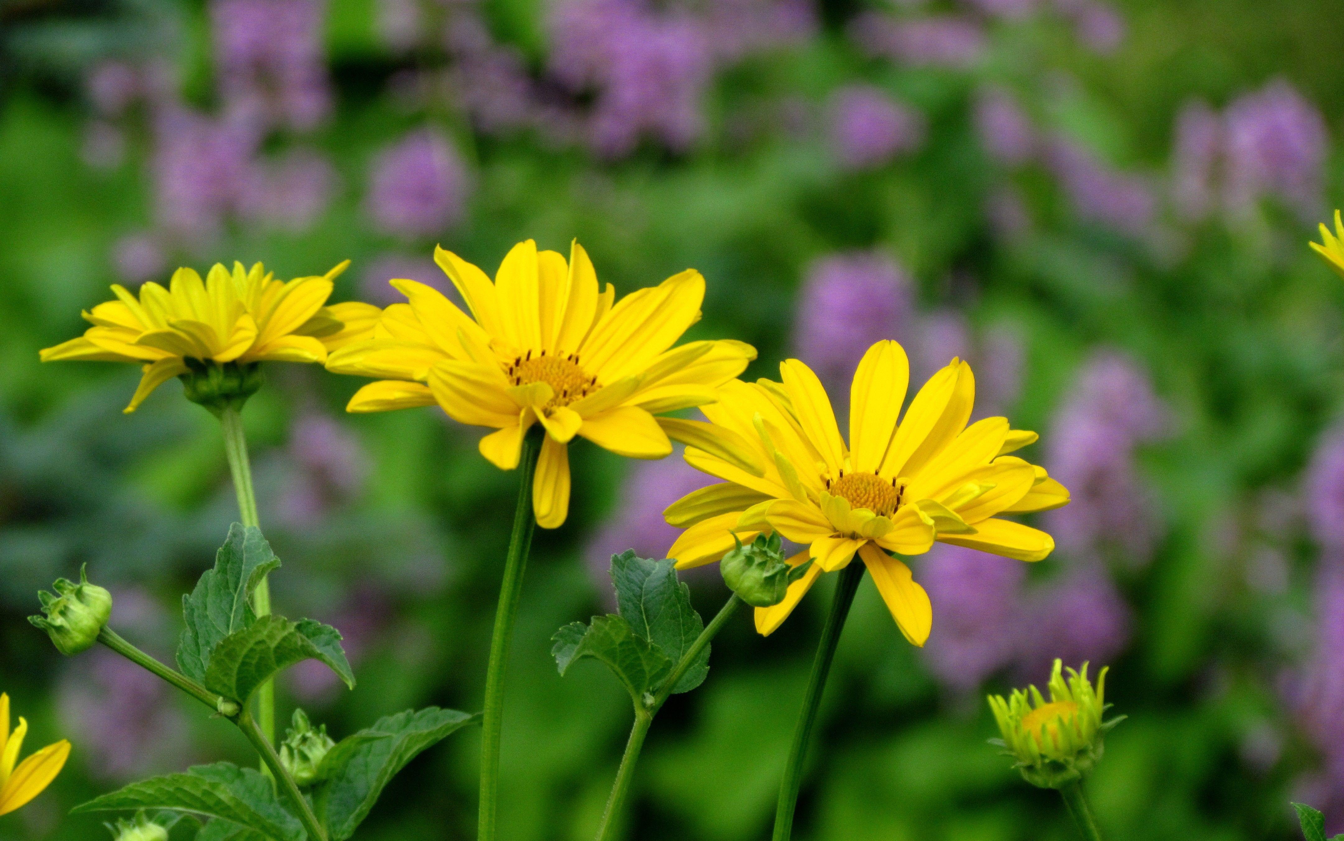 4320x2703 Flowers: Summer Country Garden Lila Nice Flowers Wallpaper PC