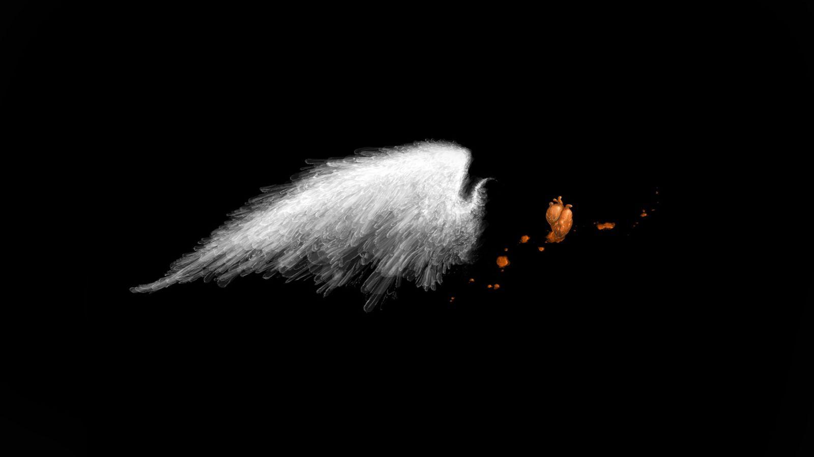 1600x900 Hd black and white bird wallpaper