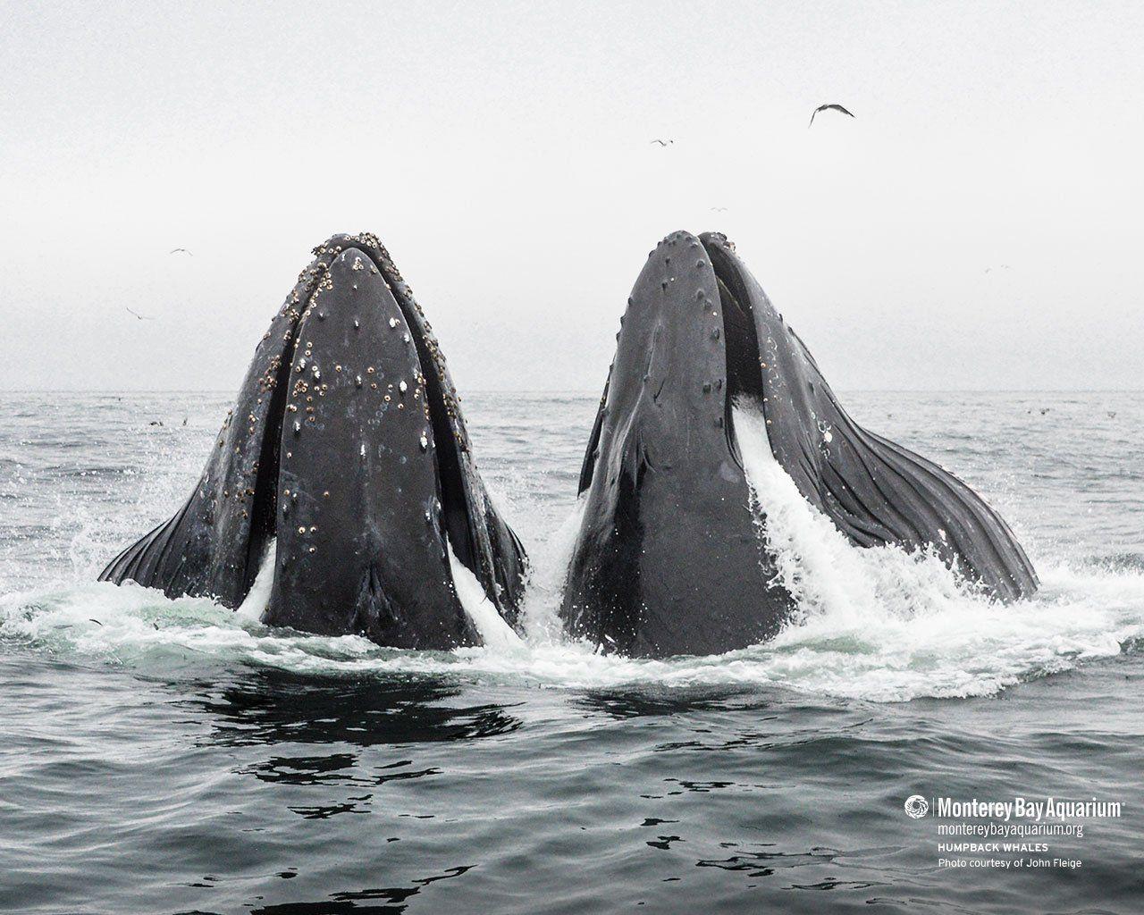 1280x1024 Humpback whales. Wallpaper. Monterey .