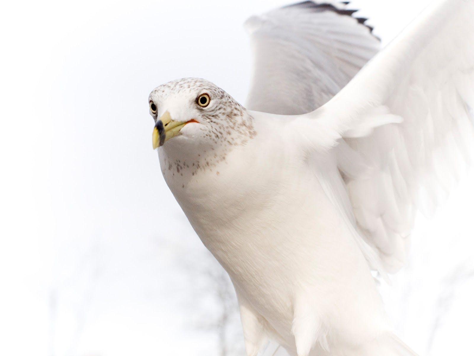 1600x1200 Entertainment Only: White Birds Wallpaper