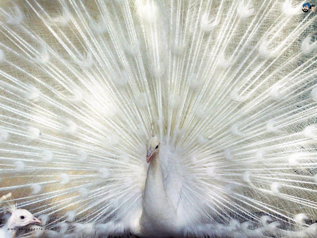 White Bird Wallpapers Top Free White Bird Backgrounds WallpaperAccess