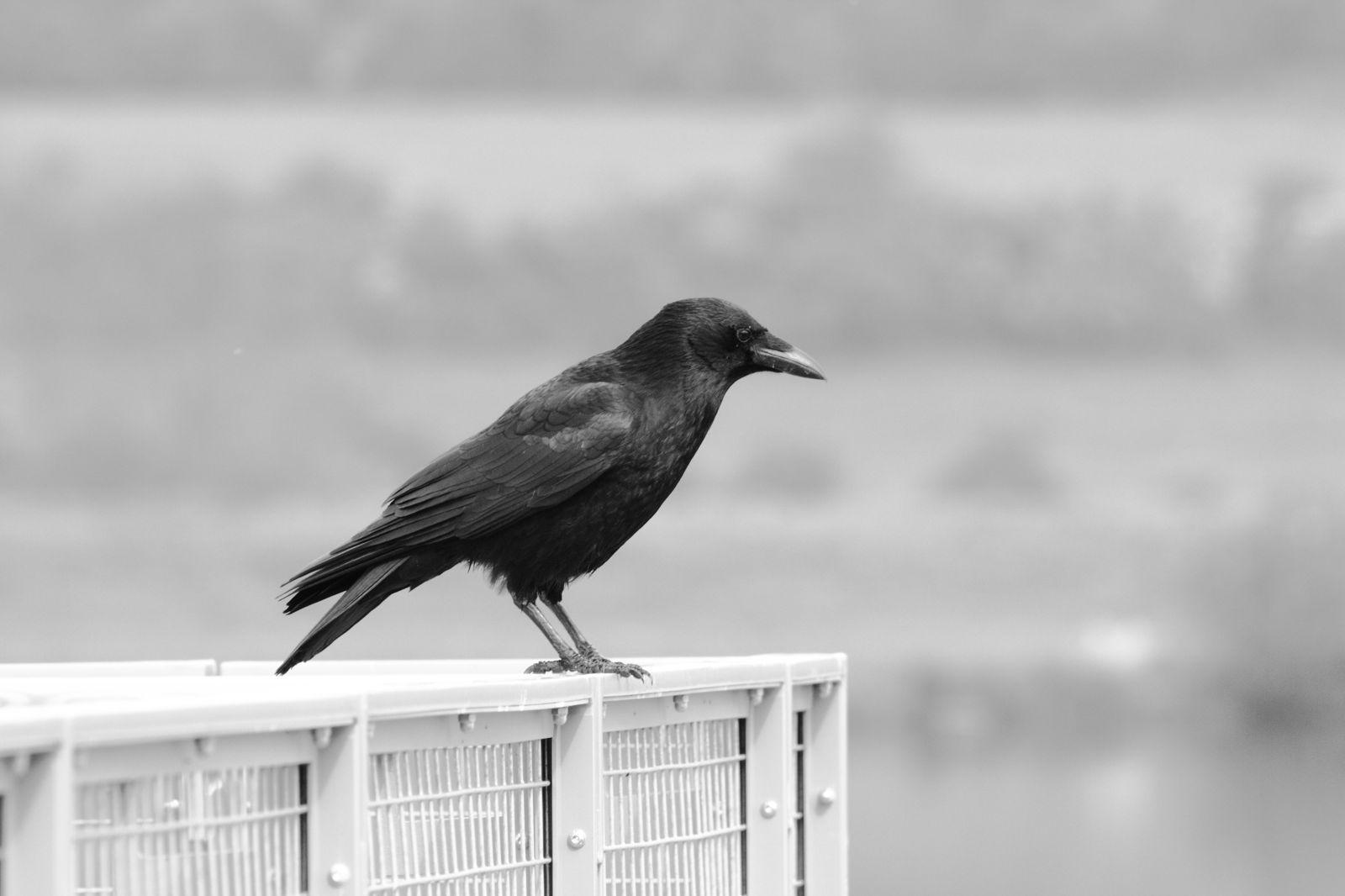1600x1066 Animal Black And White Bird Wallpaper.com. Best High Quality Wallpaper