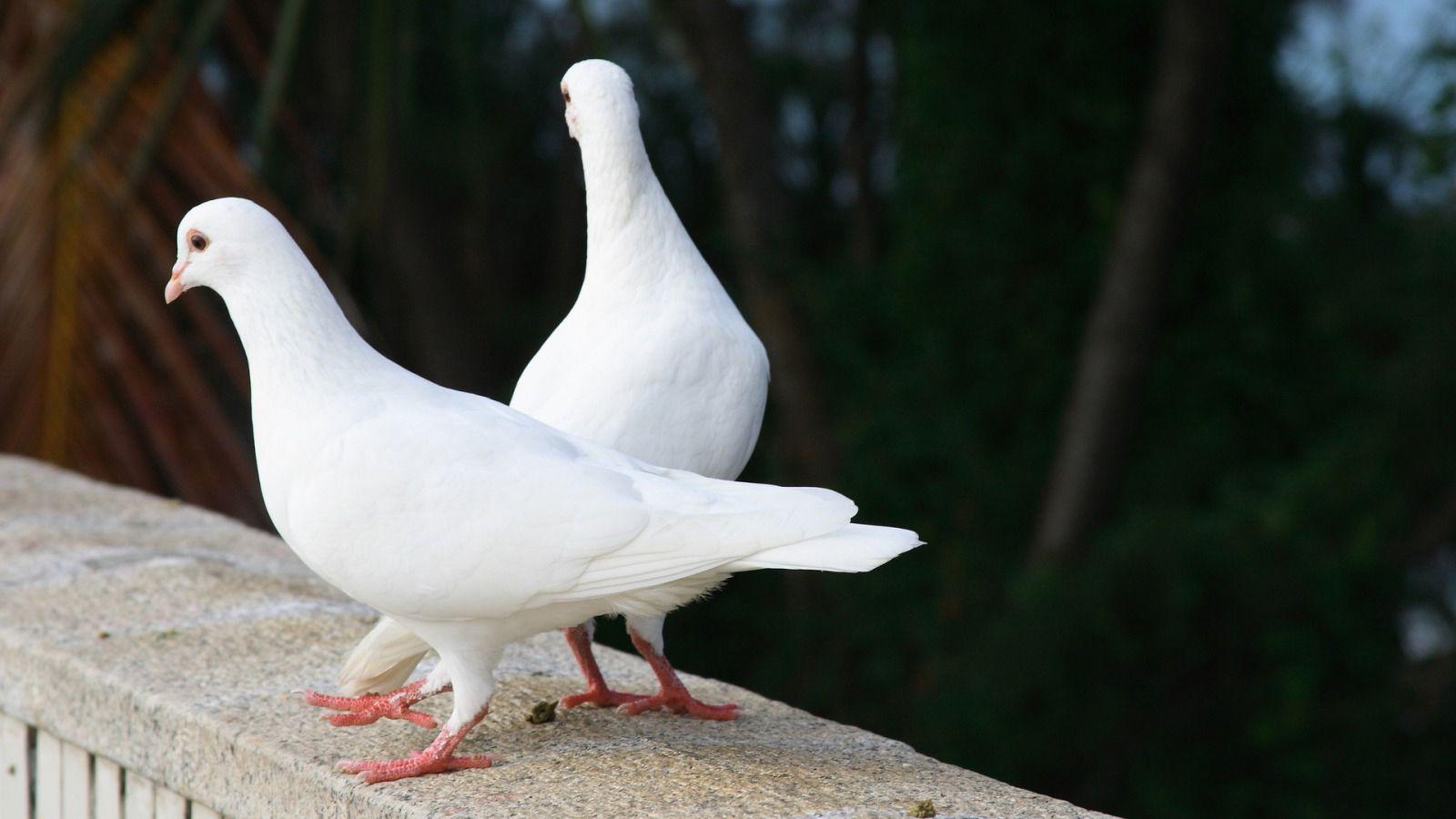 1600x900 White Bird Wallpaper