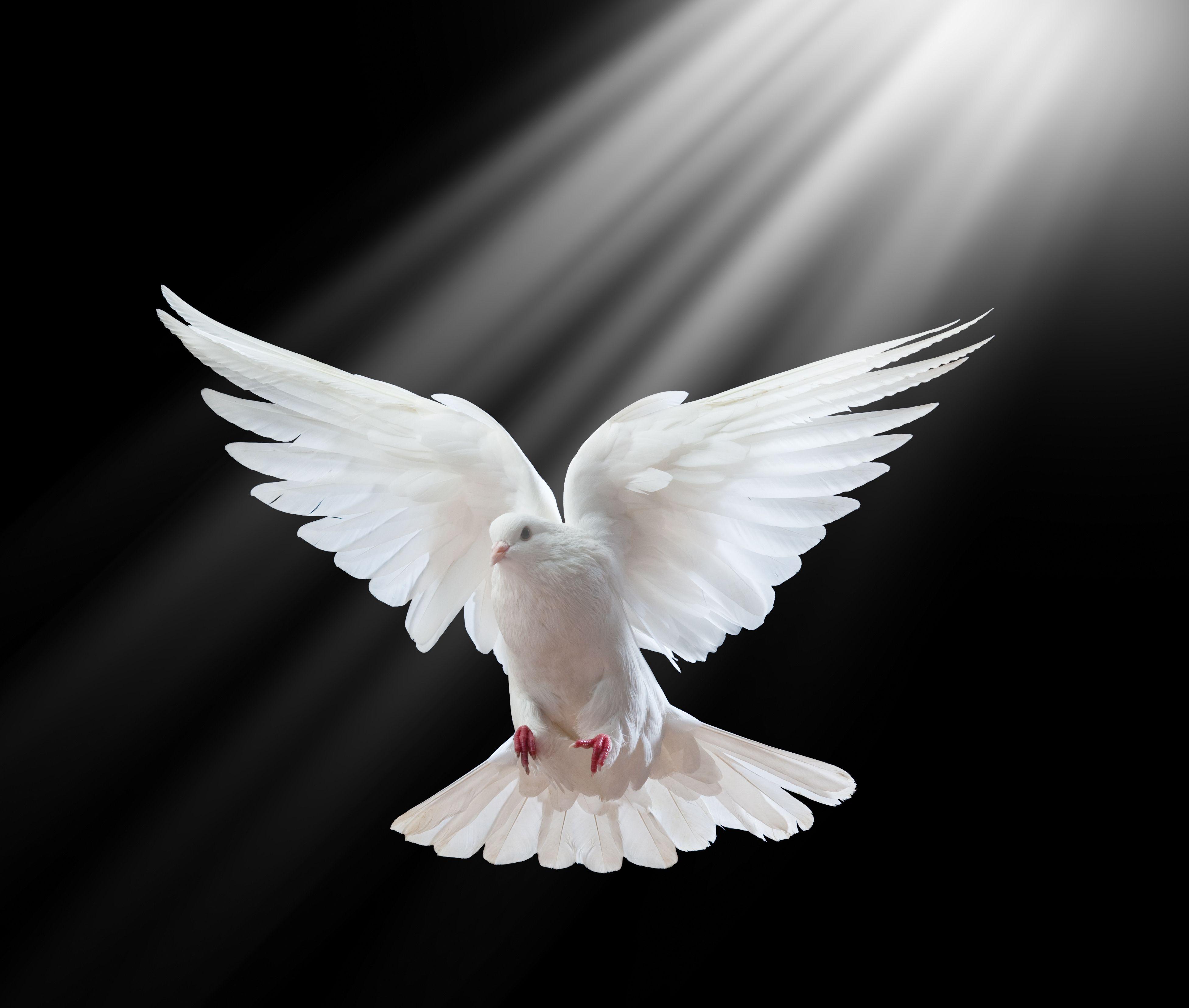 3906x3312 Free Doves, Download Free Clip Art, Free Clip Art on Clipart Library