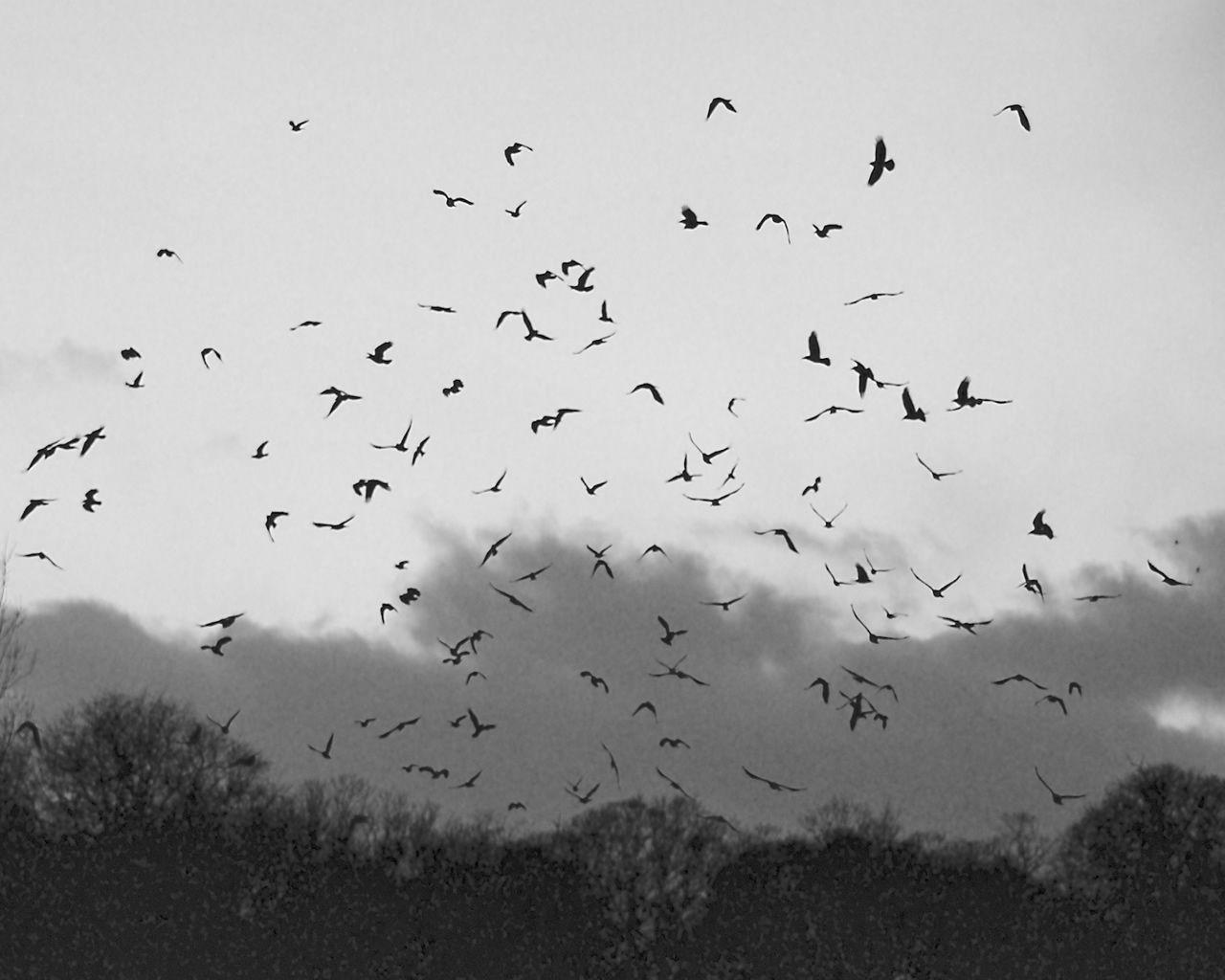 1280x1024 Black And White Bird Wallpaper