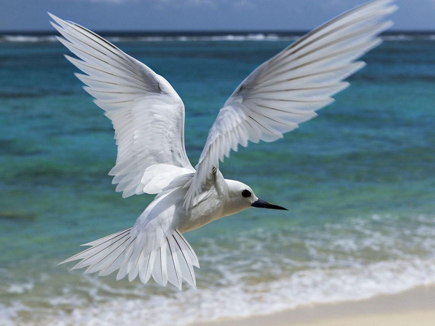 White Bird Wallpapers - Top Free White Bird Backgrounds - WallpaperAccess