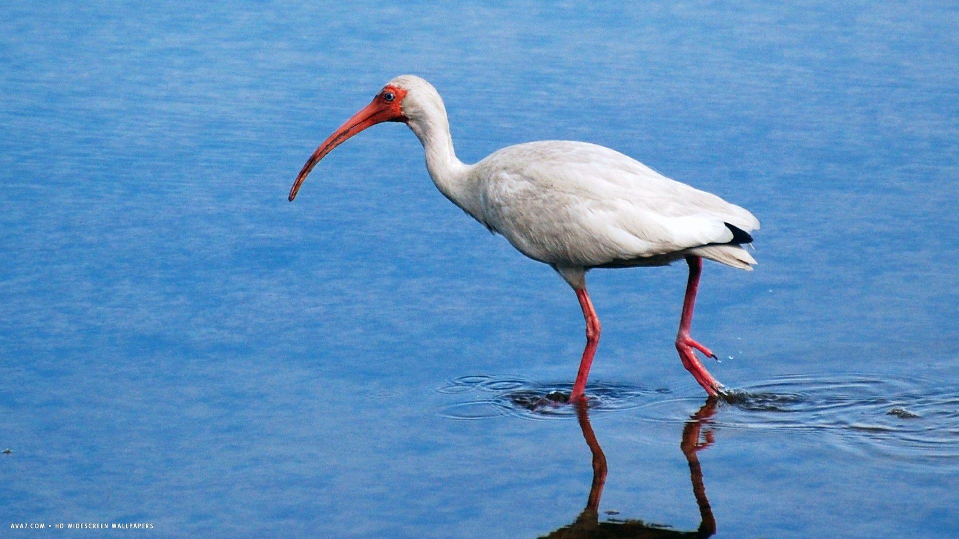 1920x1080 ibis white bird HD widescreen wallpaper / birds background