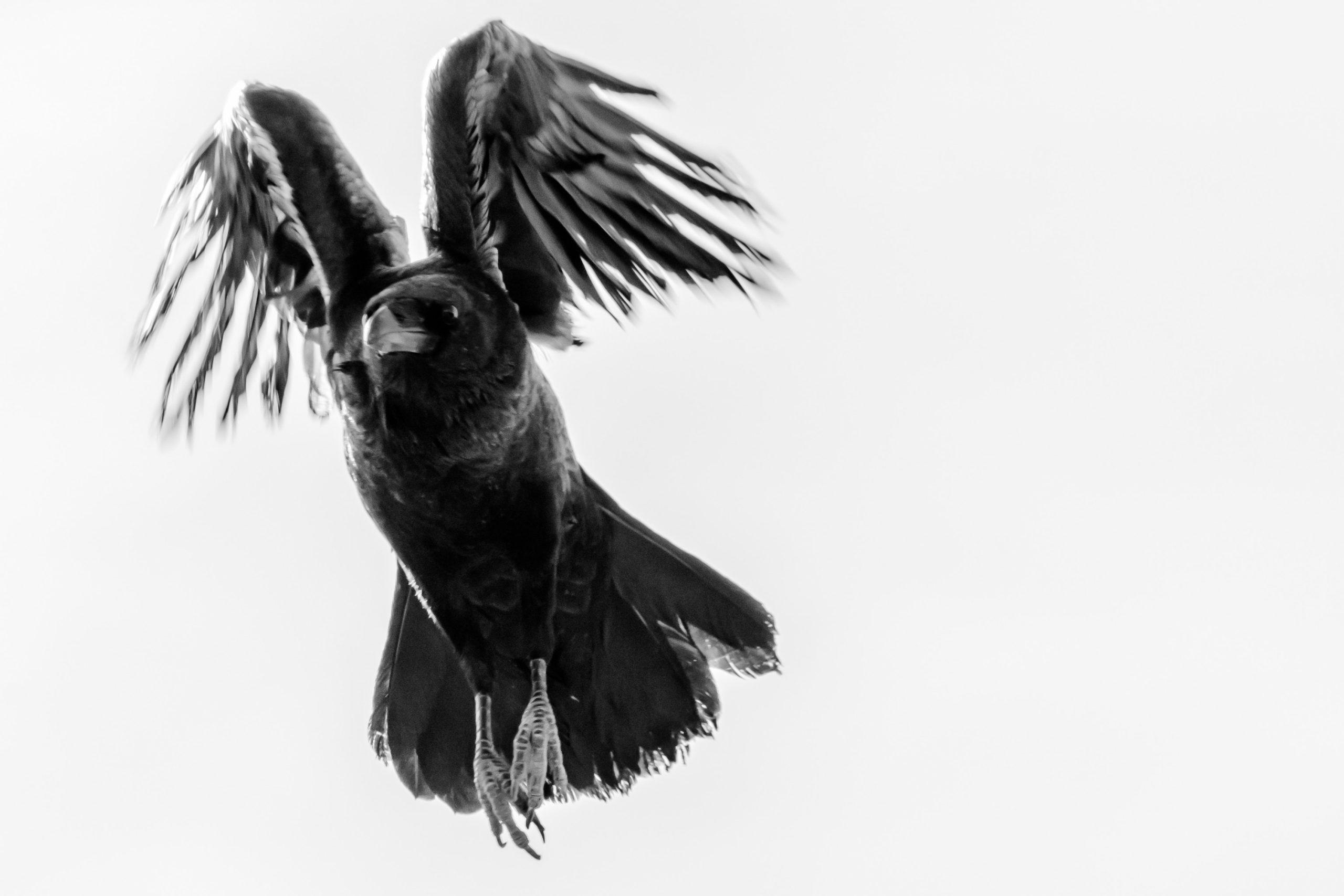 Black and White Bird Wallpapers - Top Free Black and White Bird