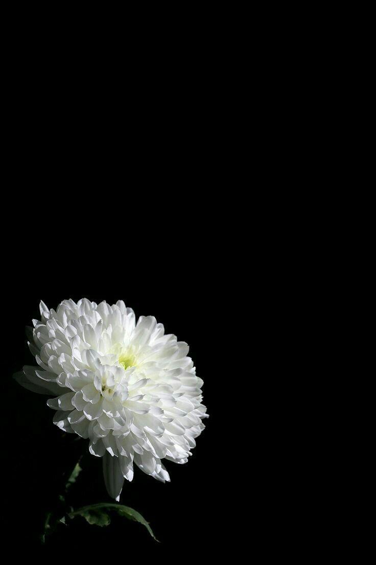 736x1104 Rest In Peace Flower HD iPhone