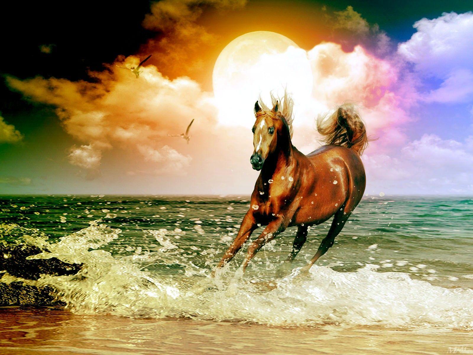 1600x1200 Horse on a beach wallpaper. Horse on a beach