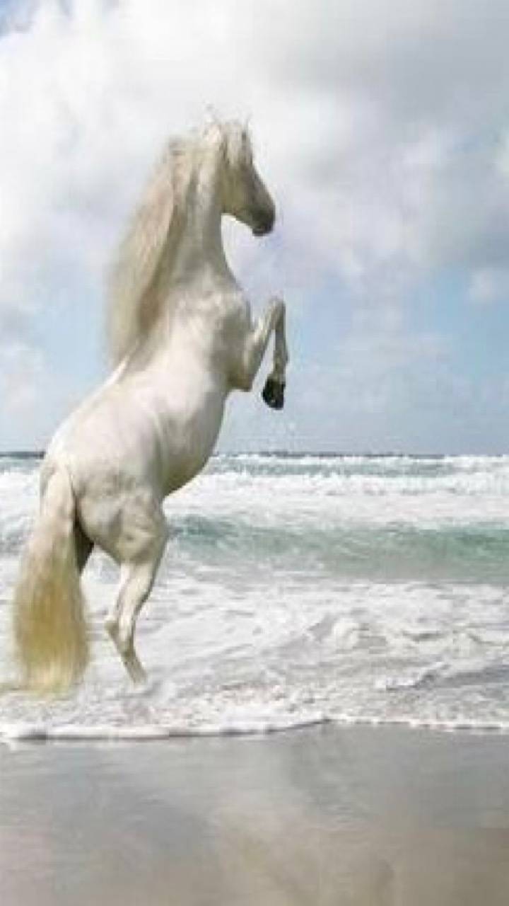 720x1280 Horse on beach wallpaper