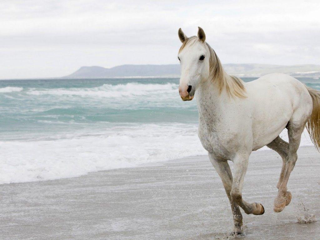 1024x768 White Horse Beach. White Horse On Beach Widescreen HD Wallpaper Ba (5721) Animals. Fondo de pantalla de caballo, Fotos de caballos, Animales de la naturaleza