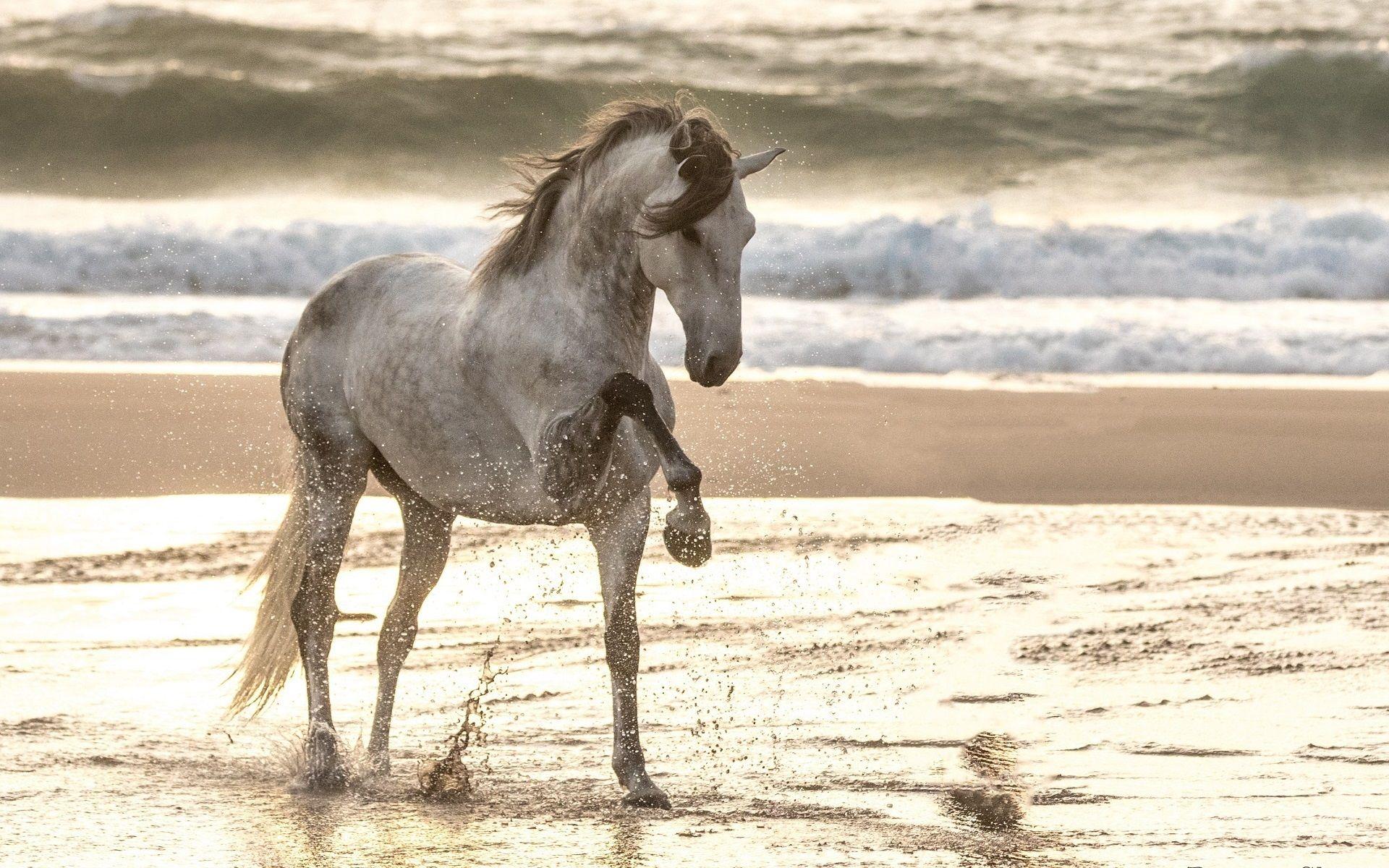 1920x1200 Wallpaper Horse walk in the beach, water splash, sea 1920x1200 HD Picture, Image