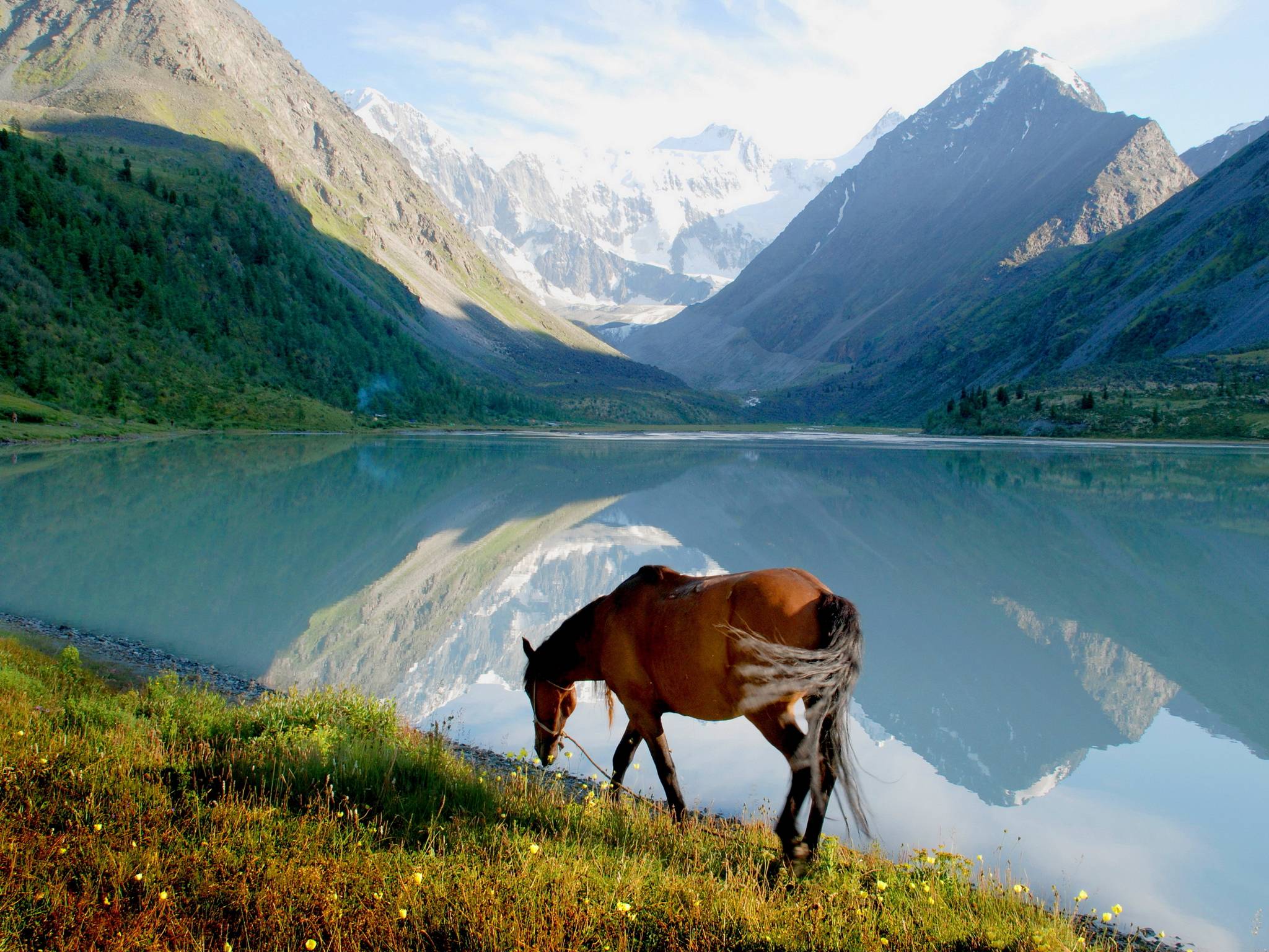 2048x1536 Horse Picture For Desktop Background