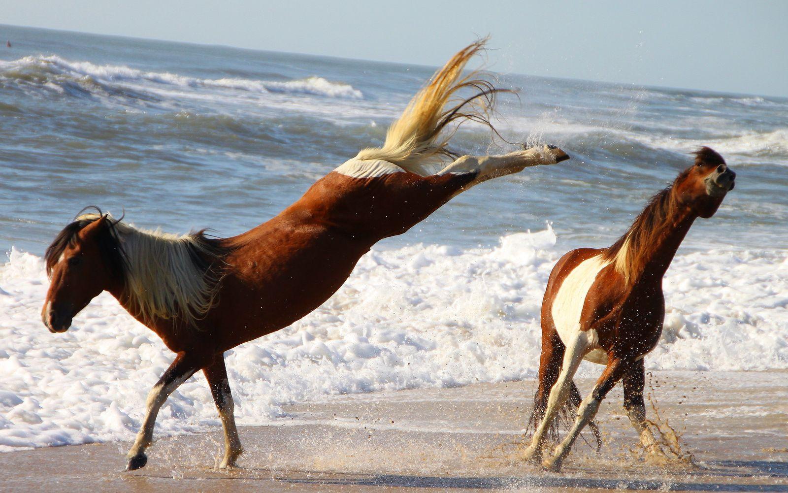 1600x1001 Assateaque horses beach ponys kicks pinto HD Wallpaper 821 - Wild Pinto Horse Wallpaper