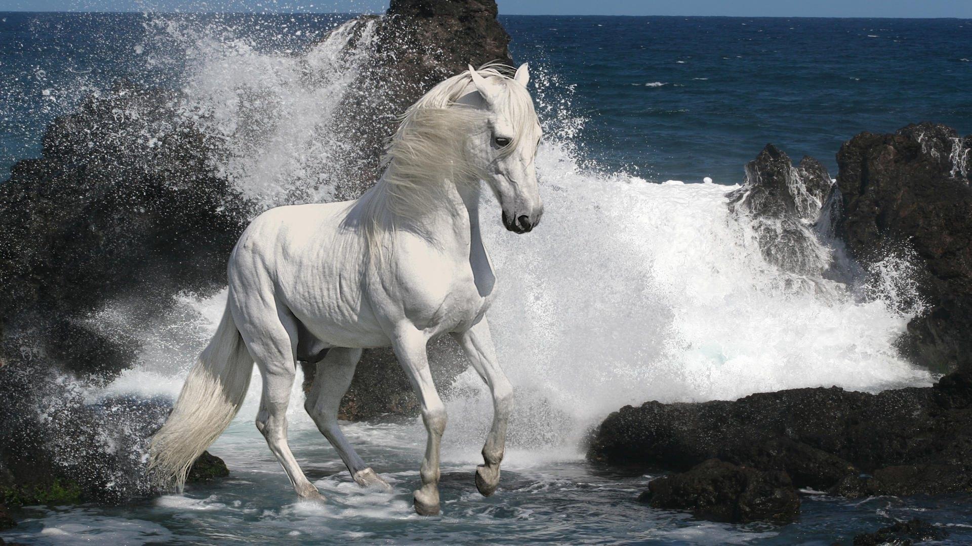 1920x1080 Horses Live Wallpaper for Android