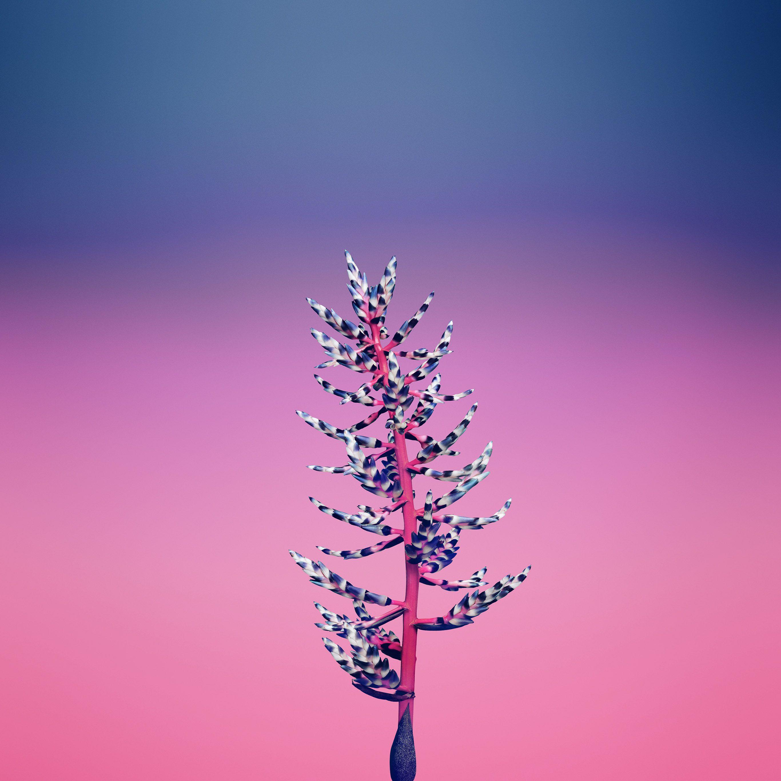 2732x2732 Flower Simple Apple Iphone8 Art Illustration Pink Wallpaper