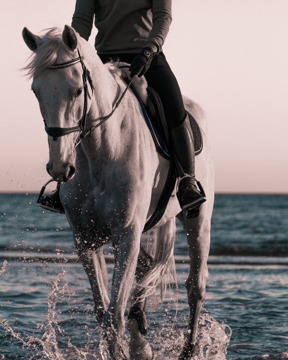 1000x1250 Horse Wallpaper: Free HD Download [HQ]