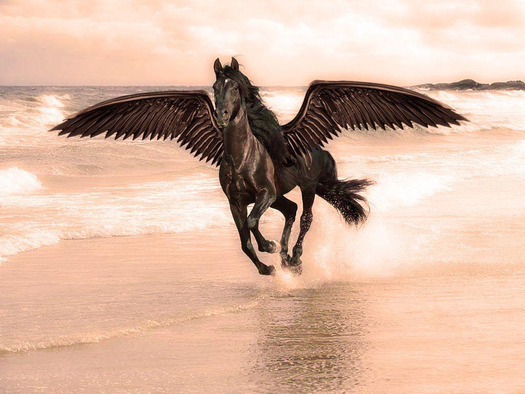 1024x768 Black Horse Wallpaper For Desktop In Beach Water HD Wallpaper