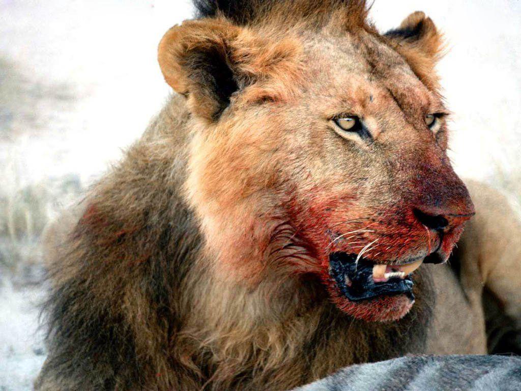 1024x768 Free download Dangerous HD Lion Wallpaper Wild Life [1024x768] for your Desktop, Mobile & Tablet. Explore Dangerous Wallpaper HD. Elite Dangerous Wallpaper 1920x Danger Wallpaper, Elite Dangerous HD Wallpaper