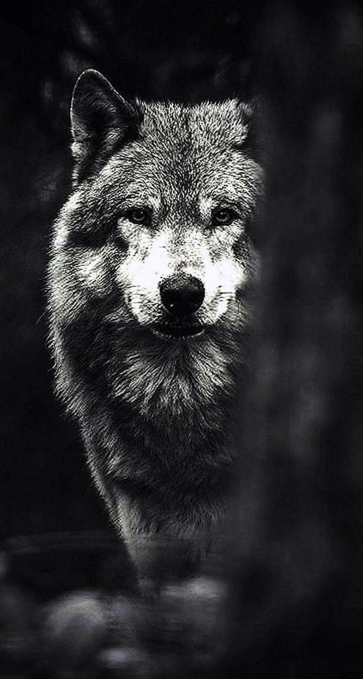 719x1346 White Wolf Wallpaper HD Phone Wallpaper.Pro
