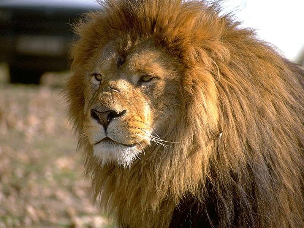 1024x768 Male Lion Wallpaper. Animals beautiful, Lion wallpaper, Animal wallpaper